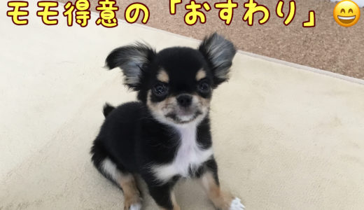 犬のおすわりの教え方！おすわりはいつから訓練する？メリットは？（チワワのしつけ）