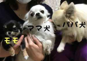 チワワのモモとお父さん犬、お母さん犬