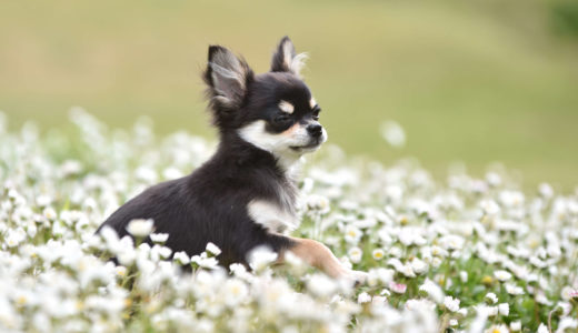 我が家で犬（チワワのモモ）を飼うことを決めたきっかけ