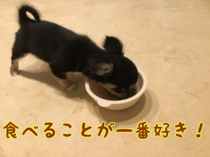 食事するモモ