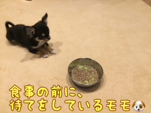 食事の前にふせ、待てをしているチワワのモモ