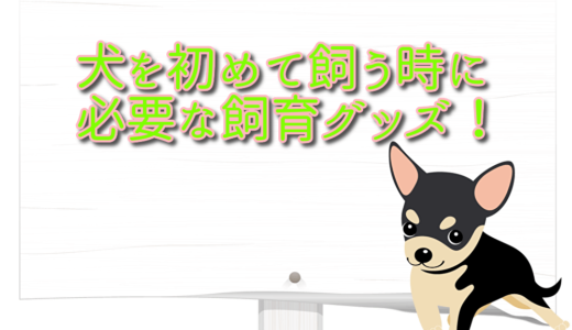 犬を初めて飼う時に必要なもの！チワワのモモを迎え入れた時の部屋の準備や飼育グッズ