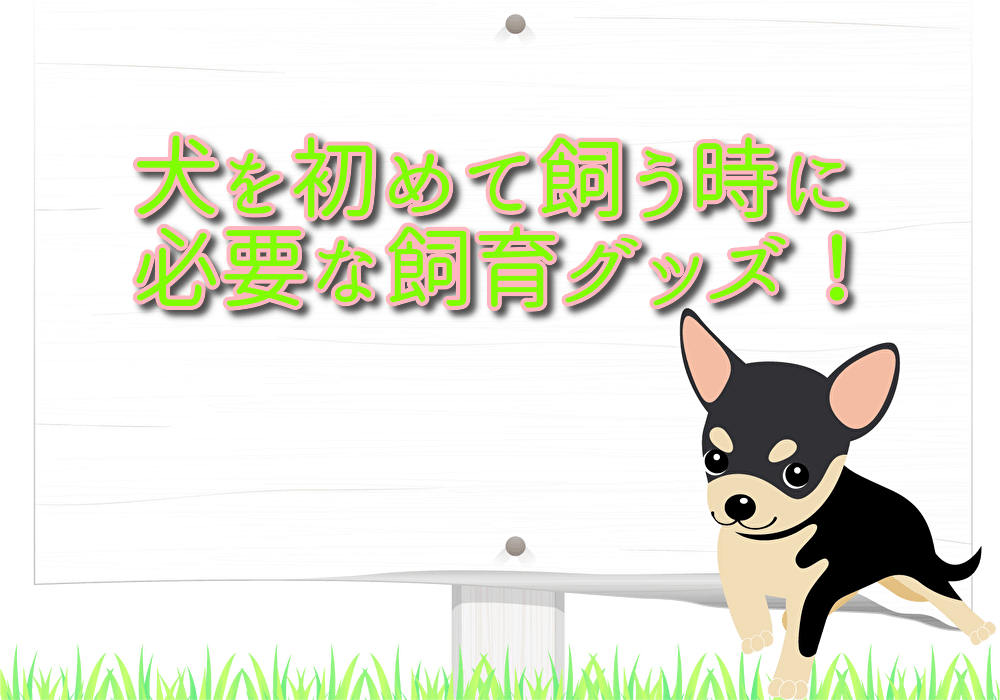 犬を初めて飼う時に必要なもの チワワのモモを迎え入れた時の部屋の準備や飼育グッズ チワワのモモちゃんねる