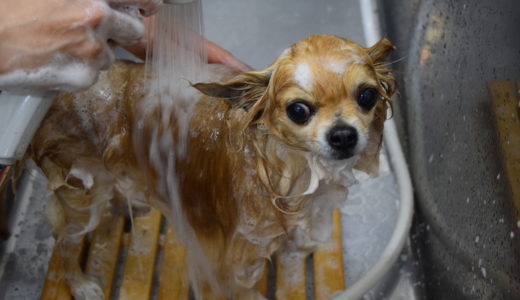 チワワのしつけ。犬のシャンプーやドライのやり方。おすすめの犬用低刺激シャンプーをご紹介！