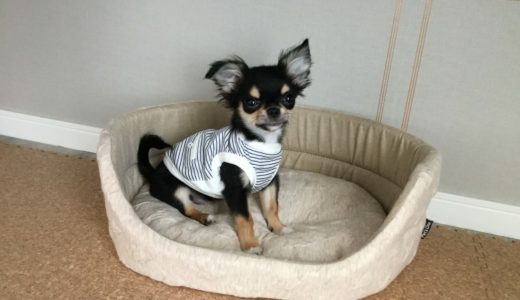 チワワのしつけ！犬に服を着せるメリットとデメリット、服に役割や意味はあるの？